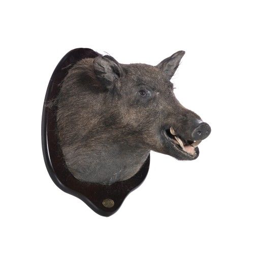 Taxidermia - Troféu de caça javali - 58 cm
